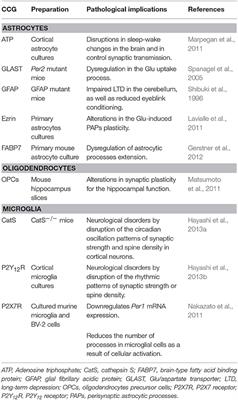 Glial Cells in the Genesis and <mark class="highlighted">Regulation of Circadian Rhythms</mark>
